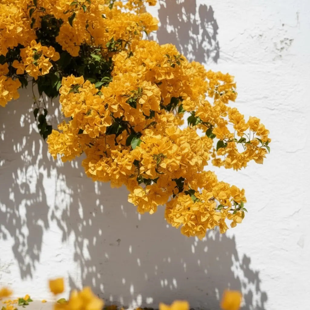 Bees Plant Hub Bougainvillea Yellow (Paper Flower) Flowering Live Plant