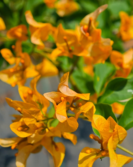 Bees Plant Hub Bougainvillea Yellow (Paper Flower) Flowering Live Plant