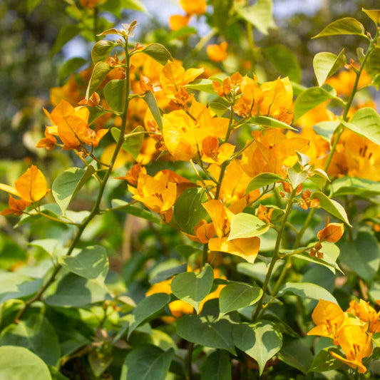 Bees Plant Hub Bougainvillea Yellow (Paper Flower) Flowering Live Plant