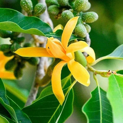 Bees Plant Hub Yellow Champak (Magnolia champaca) Flowering Live Plant
