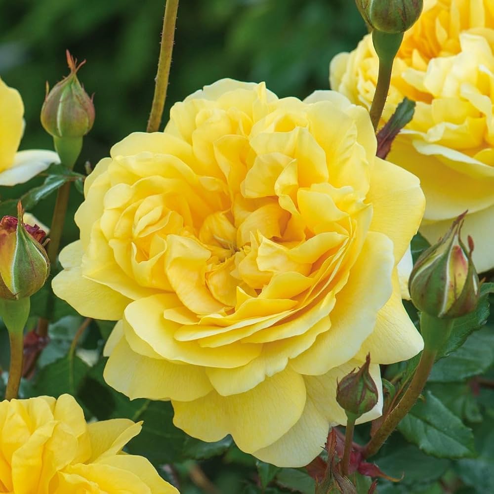 Bees Plant Hub Yellow Rose Grafted Live Plant