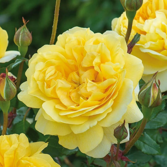 Bees Plant Hub Yellow Rose Grafted Live Plant