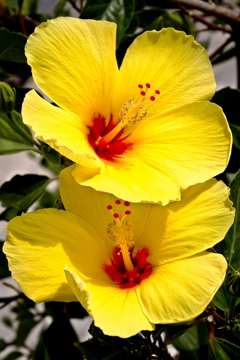 Bees Plant Hub Hibiscus Yellow Flowering Live Plant