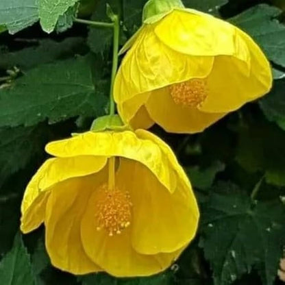 Bees Plant Hub Yellow Lantern Hibiscus Flowering Live Plant