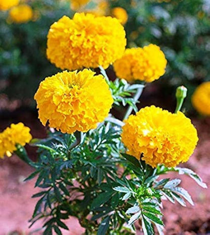 Bees Plant Hub Yellow Marigold (Tagetes erecta) All Time Flowering Live Plant