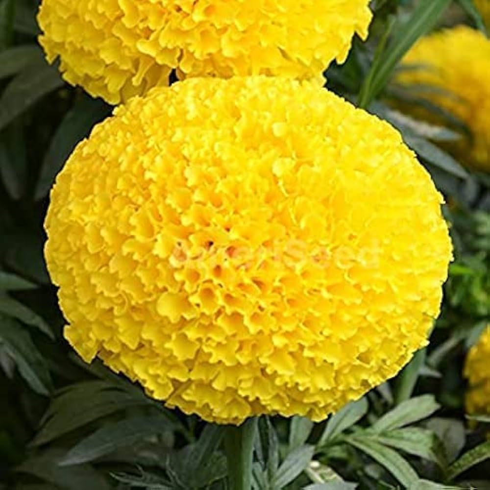 Bees Plant Hub Yellow Marigold (Tagetes erecta) All Time Flowering Live Plant