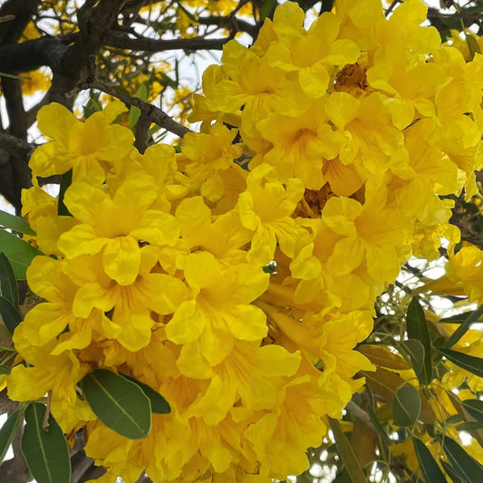 Bees Plant Hub Tree of Gold/Silver Trumpet Tree (Tabebuia aurea) Live Plant