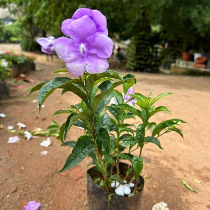 Bees Plant Hub Yesterday Today Tommorrow Bigger Flowers (Brunfelsia pauciflora) Flowering Live Plant