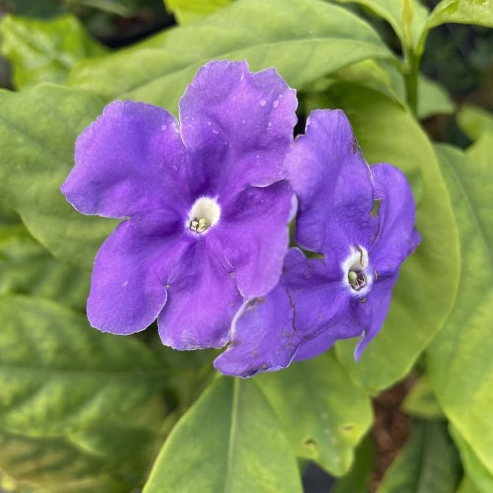 Bees Plant Hub Yesterday Today Tommorrow Bigger Flowers (Brunfelsia pauciflora) Flowering Live Plant