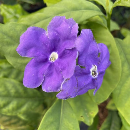 Bees Plant Hub Yesterday Today Tommorrow Bigger Flowers (Brunfelsia pauciflora) Flowering Live Plant