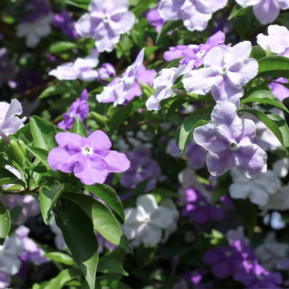 Bees Plant Hub Yesterday Today Tommorrow Bigger Flowers (Brunfelsia pauciflora) Flowering Live Plant