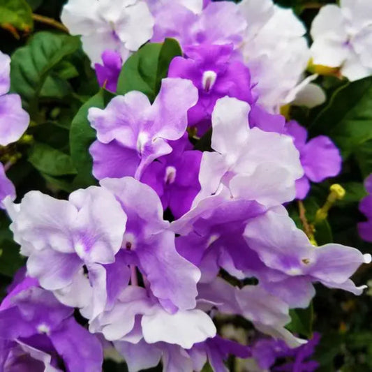 Bees Plant Hub Yesterday Today Tommorrow Bigger Flowers (Brunfelsia pauciflora) Flowering Live Plant