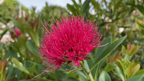 Bees Plant Hub Crimson Penda / First Love Dark Pink (Rosida) Flowering Live Plant