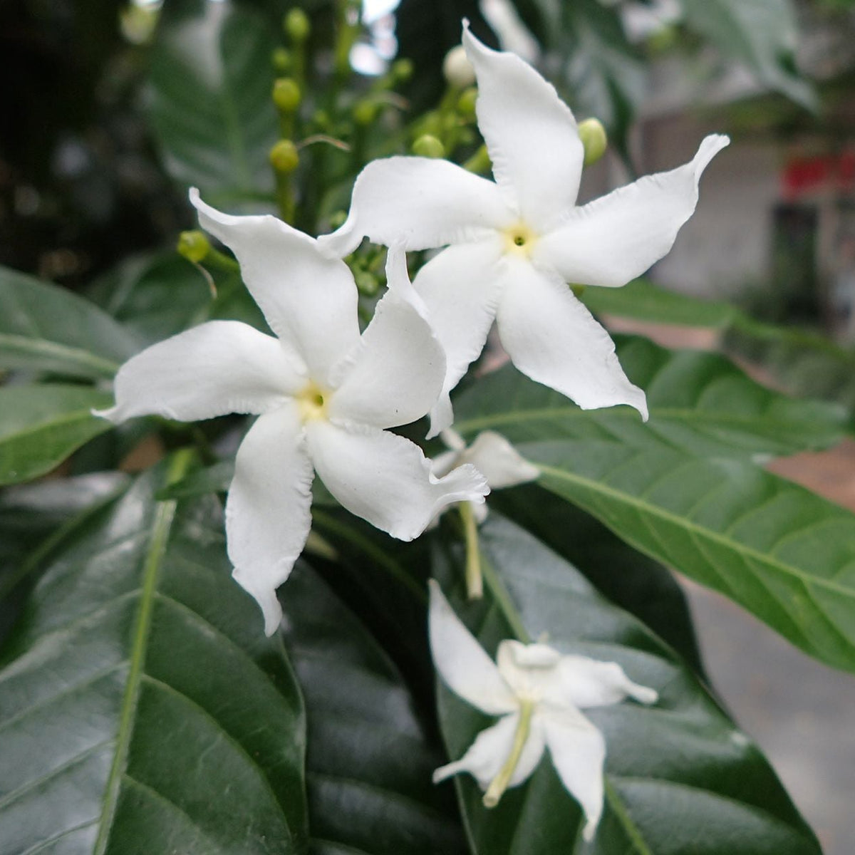 Bees Plant Hub Nandyarvattam / Pinwheel Fragrant All Time Flowering Live Plant