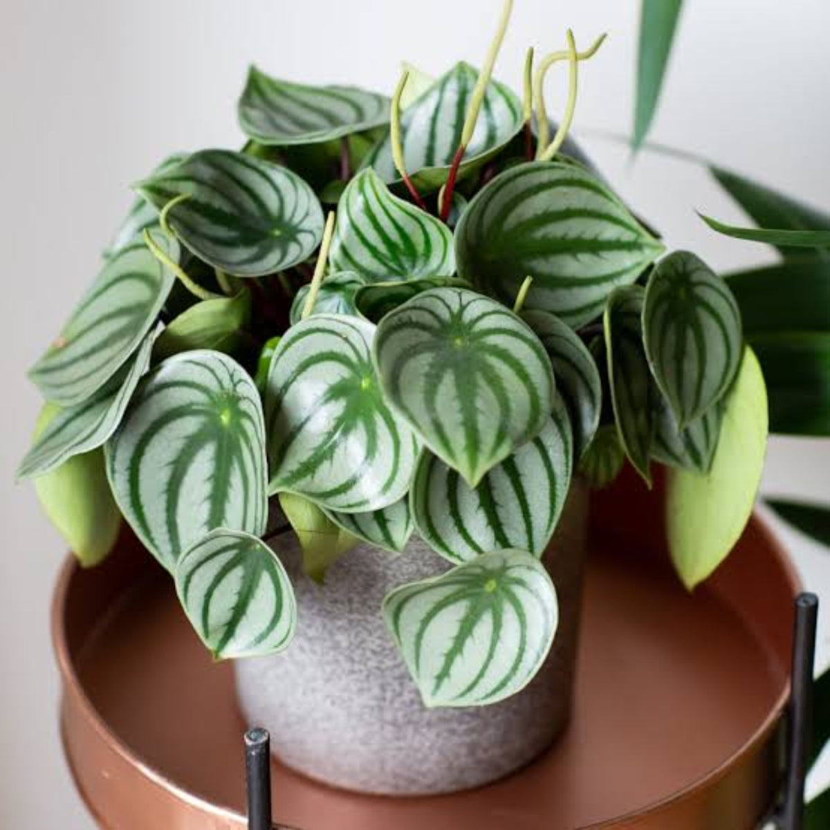 Bees Plant Hub Watermelon Peperomia Indoor / Outdoor Live Plant