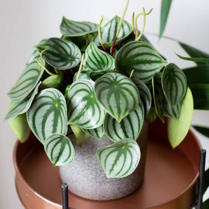 Bees Plant Hub Watermelon Peperomia Indoor / Outdoor Live Plant