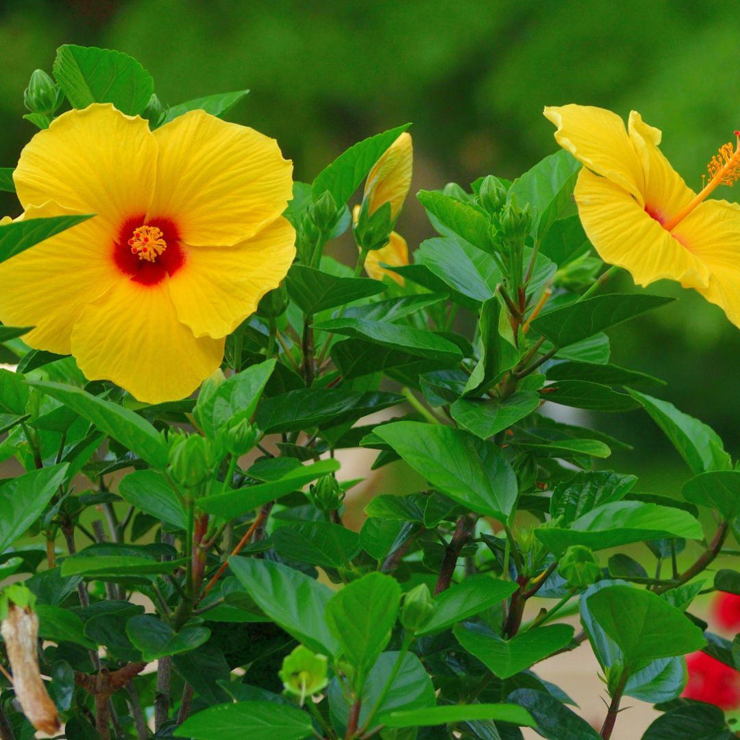 Bees Plant Hub Hibiscus Yellow Flowering Live Plant