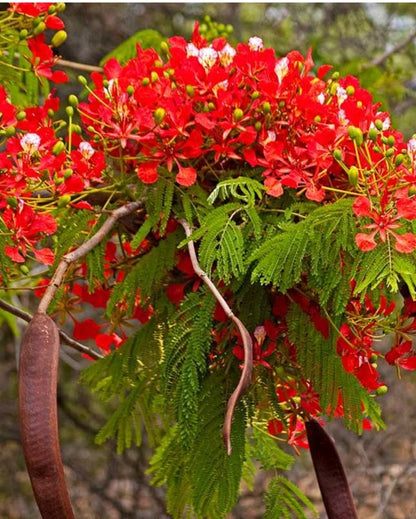 Bees Plant Hub Gulmohar/Royal Poinciana (Delonix regia) Live Plant
