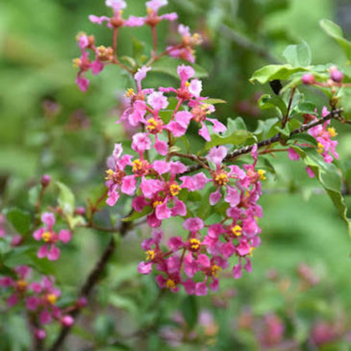 Bees Plant Hub Malpighia Glabra Pink Flowering Live Plant