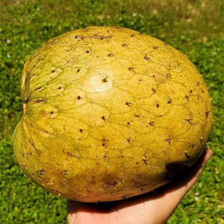 Bees Plant Hub Mountain Soursop Live Plant (Annona Montana)