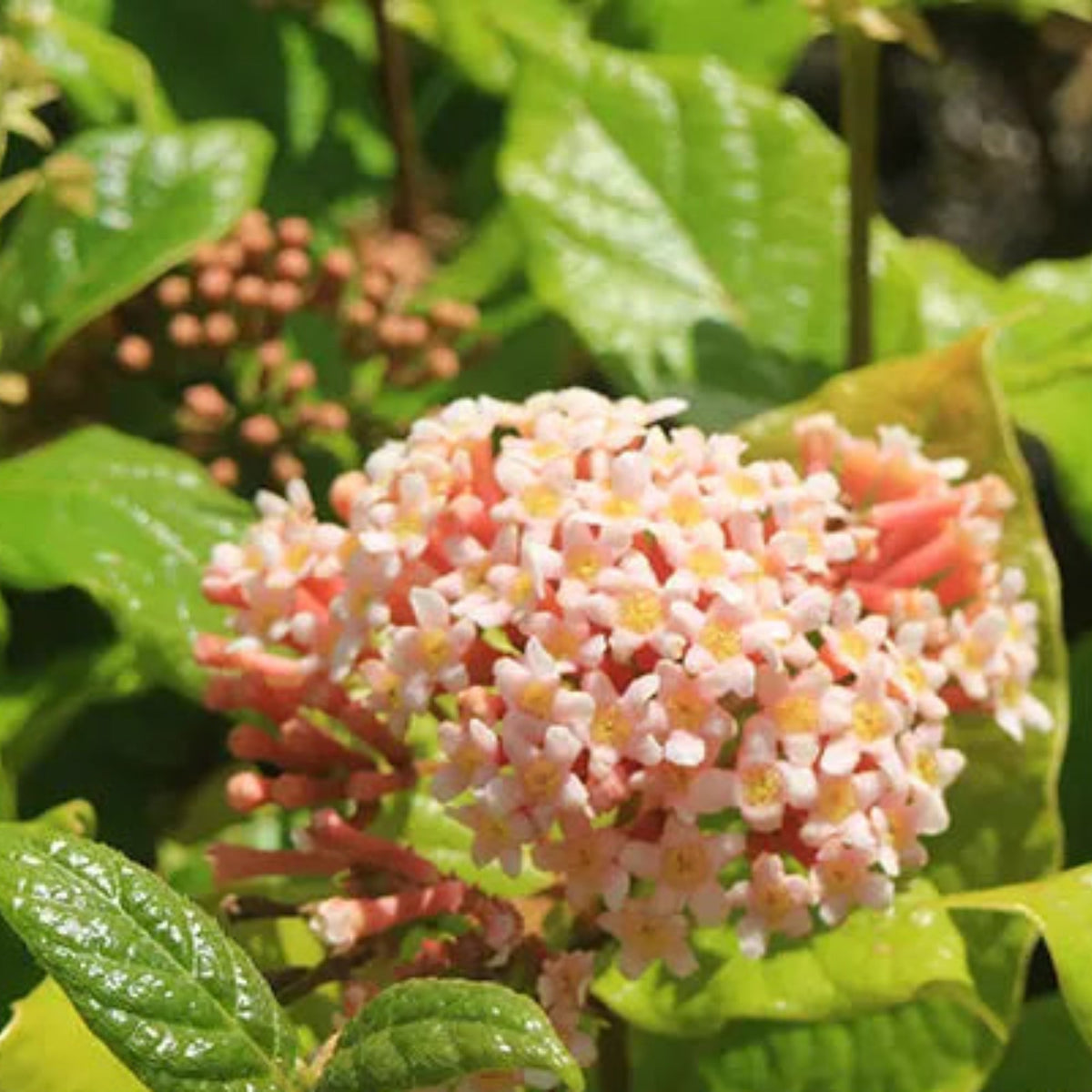 Bees Plant Hub Pink Panama Rose (Arachnothryx leucophylla) All Time Flowering Live Plant