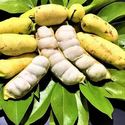 Bees Plant Hub Ice Cream Bean Live Plant (Inga Edulis)