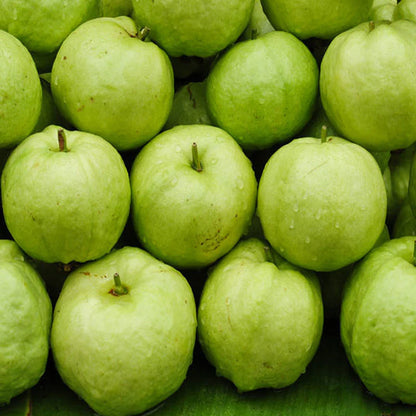 Bees Plant Hub L 49 Guava Live Plant