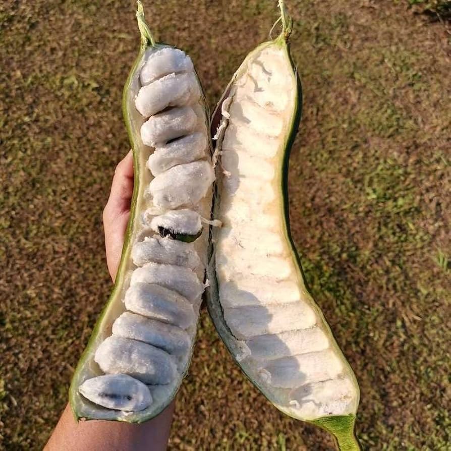 Bees Plant Hub Ice Cream Bean Live Plant (Inga Edulis)