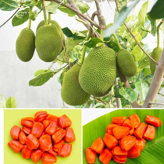 Bees Plant Hub Vietnam Super Early Grafted Live Jack Fruit Plant - Red
