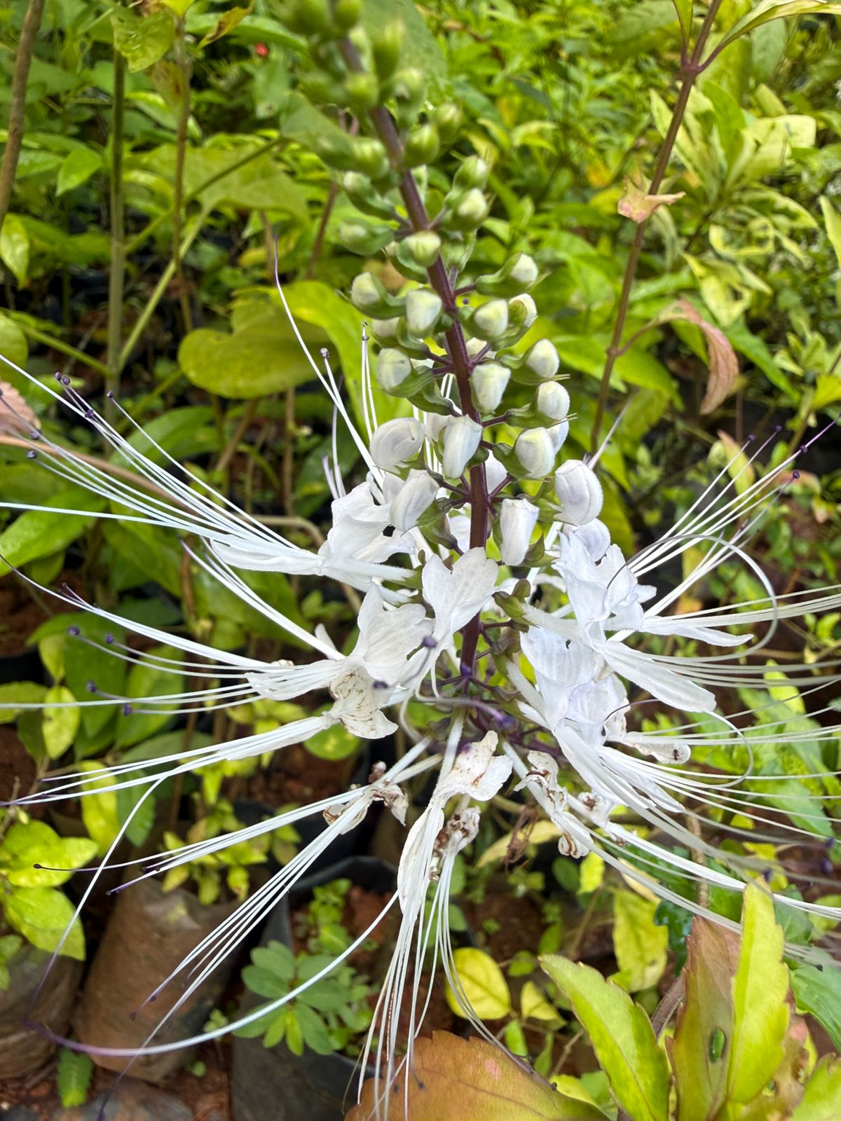 Bees Plant Hub Cat's Whiskers / Poochameesa ( Orthosiphon  aristatus) Flowering Plant