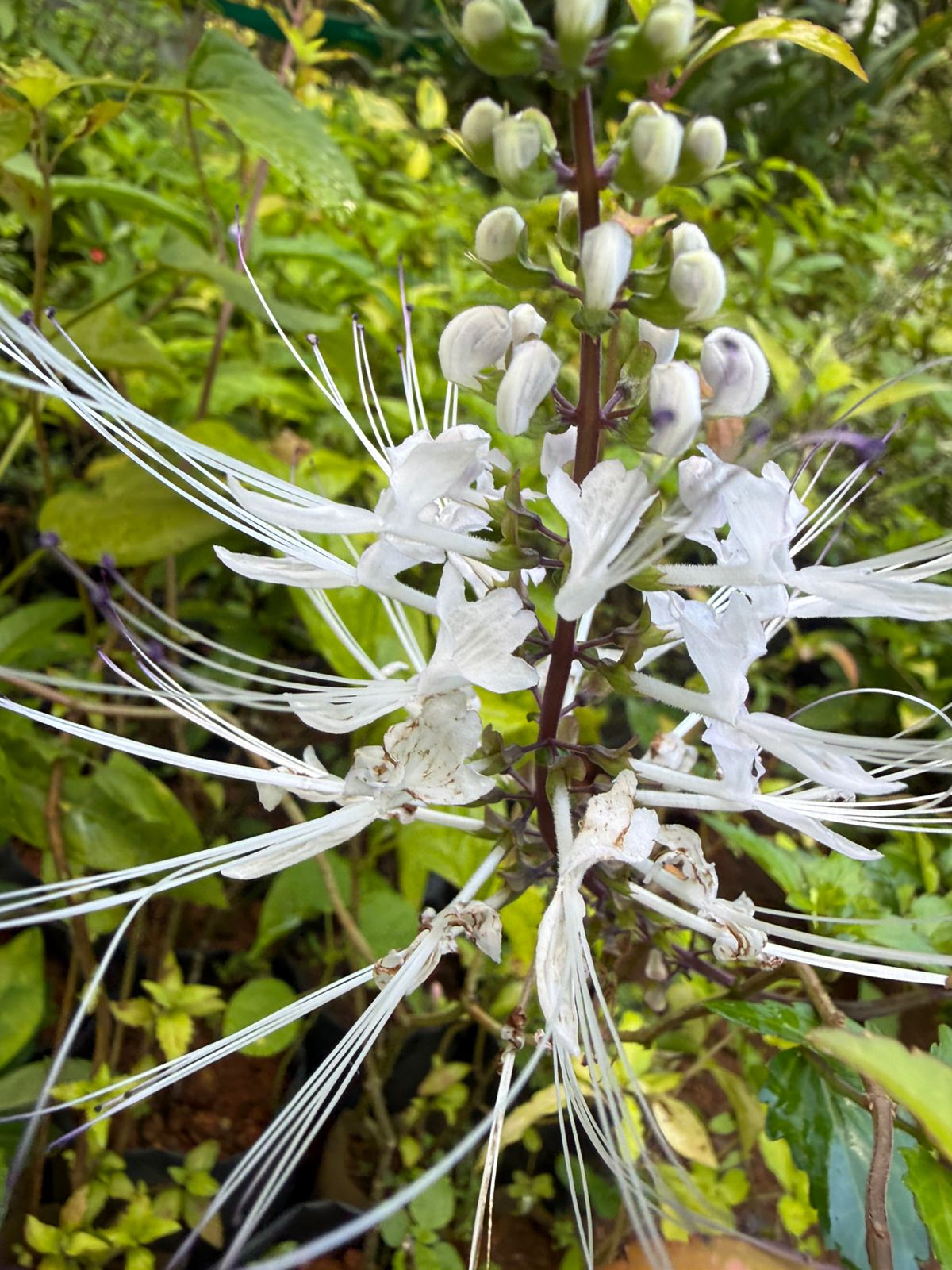 Bees Plant Hub Cat's Whiskers / Poochameesa ( Orthosiphon  aristatus) Flowering Plant