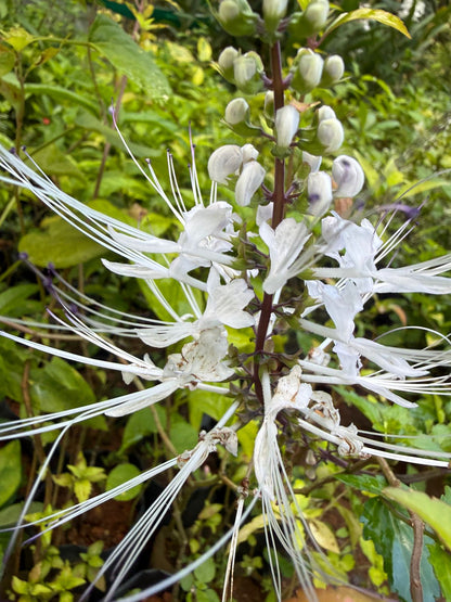 Bees Plant Hub Cat's Whiskers / Poochameesa ( Orthosiphon  aristatus) Flowering Plant
