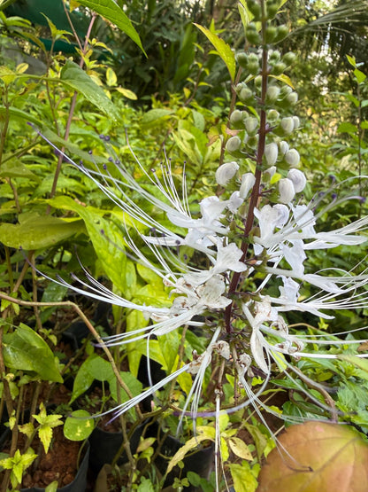 Bees Plant Hub Cat's Whiskers / Poochameesa ( Orthosiphon  aristatus) Flowering Plant