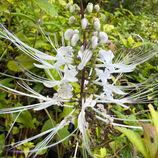Bees Plant Hub Cat's Whiskers / Poochameesa ( Orthosiphon  aristatus) Flowering Plant