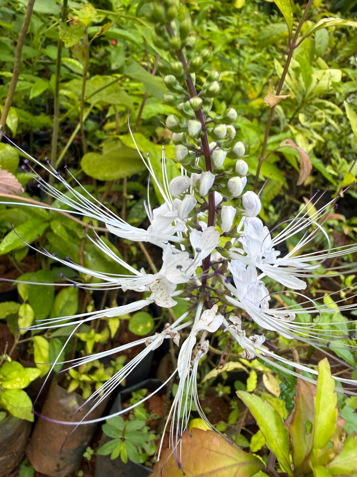 Bees Plant Hub Cat's Whiskers / Poochameesa ( Orthosiphon  aristatus) Flowering Plant