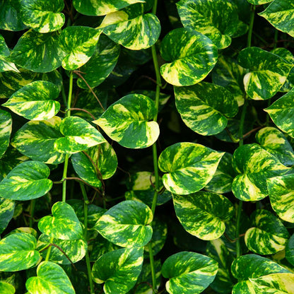 Bees Plant Hub Pothos | Indoor Plant