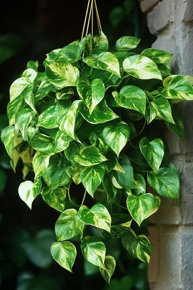Bees Plant Hub Pothos | Indoor Plant