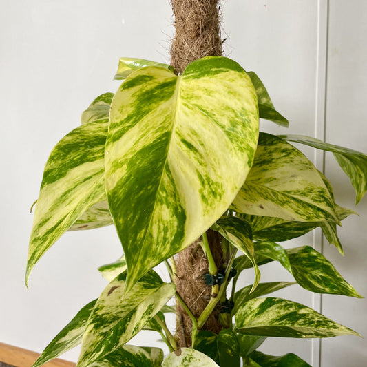 Bees Plant Hub Pothos | Indoor Plant