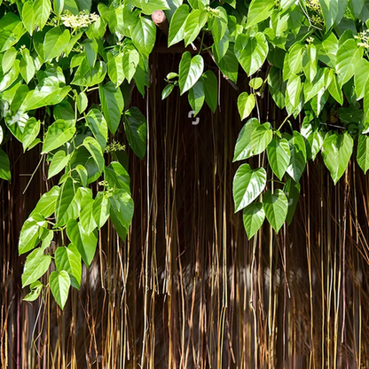 Bees Plant Hub Princess Vine (Cissus verticillata) Creeper / Climber Live Plant