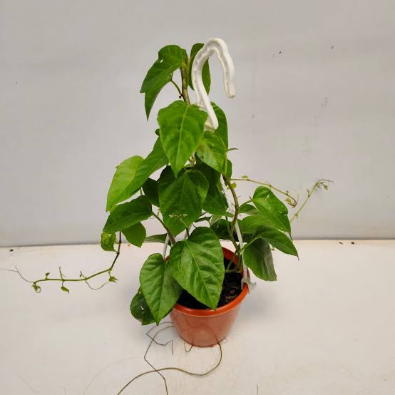 Bees Plant Hub Princess Vine (Cissus verticillata) Creeper / Climber Live Plant