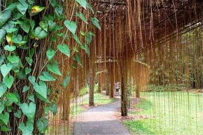 Bees Plant Hub Princess Vine (Cissus verticillata) Creeper / Climber Live Plant