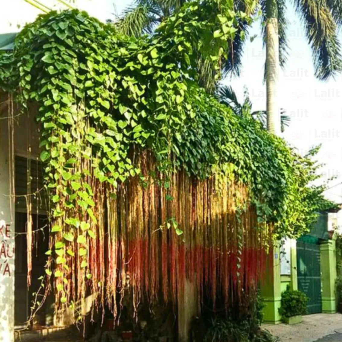 Bees Plant Hub Princess Vine (Cissus verticillata) Creeper / Climber Live Plant