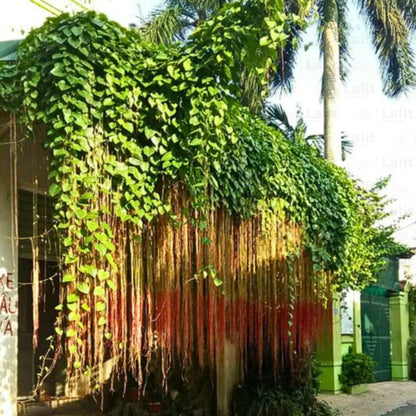 Bees Plant Hub Princess Vine (Cissus verticillata) Creeper / Climber Live Plant
