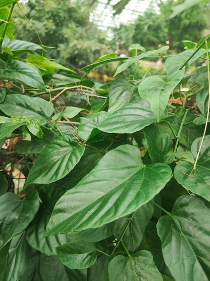 Bees Plant Hub Princess Vine (Cissus verticillata) Creeper / Climber Live Plant