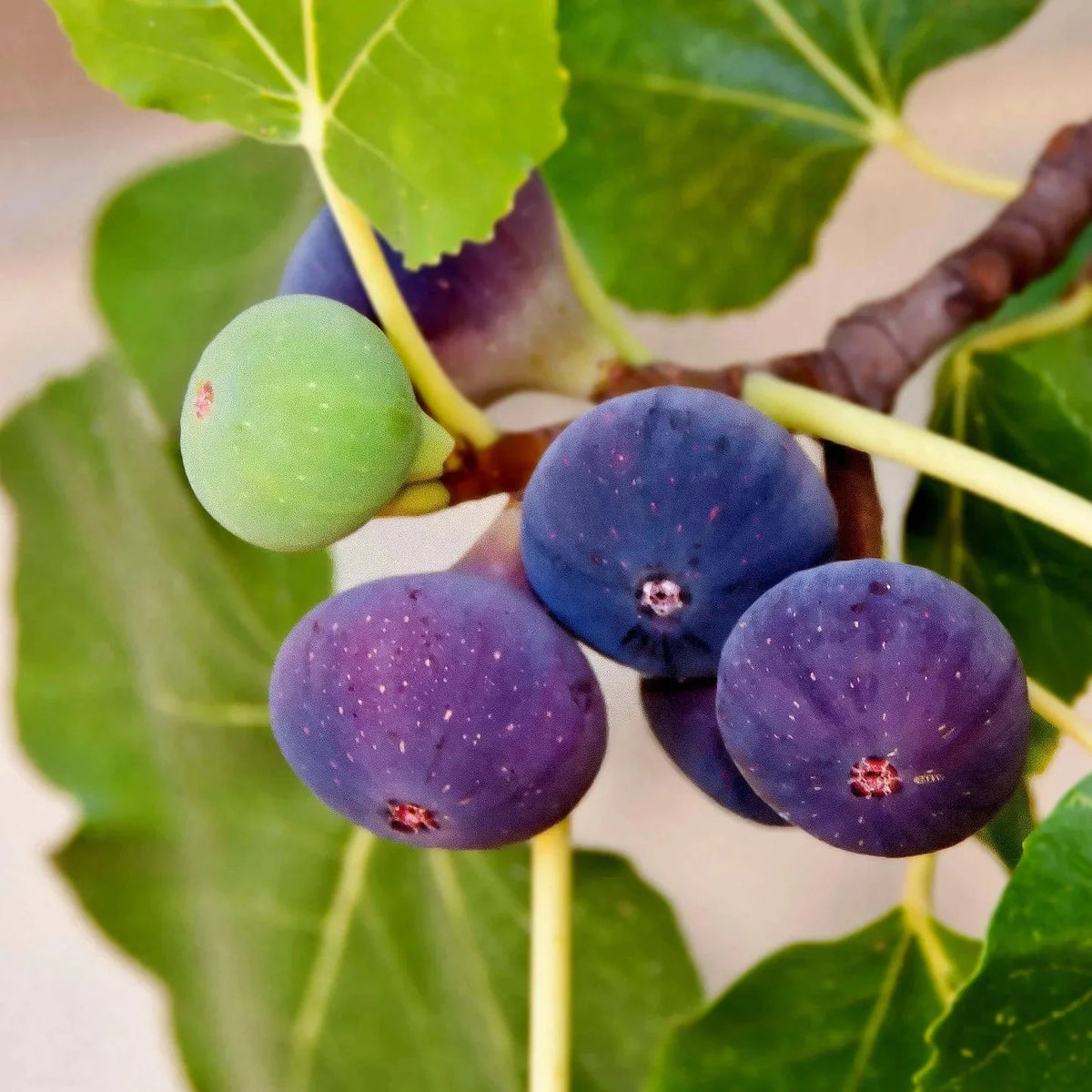 Bees Plant Hub Pune Red Fig Live Plant (Ficus carica)