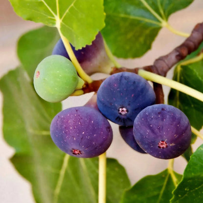 Bees Plant Hub Pune Red Fig Live Plant (Ficus carica)