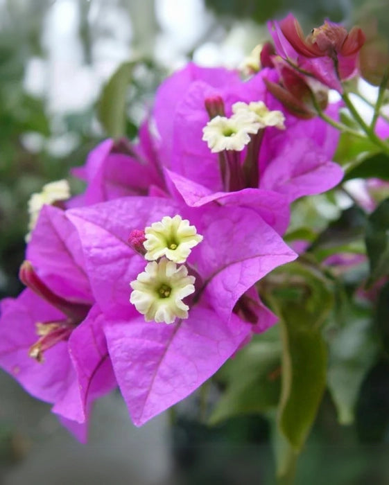 Bees Plant Hub Bougainvillea Purple Creeper (Paper Flower) Flowering Live Plant