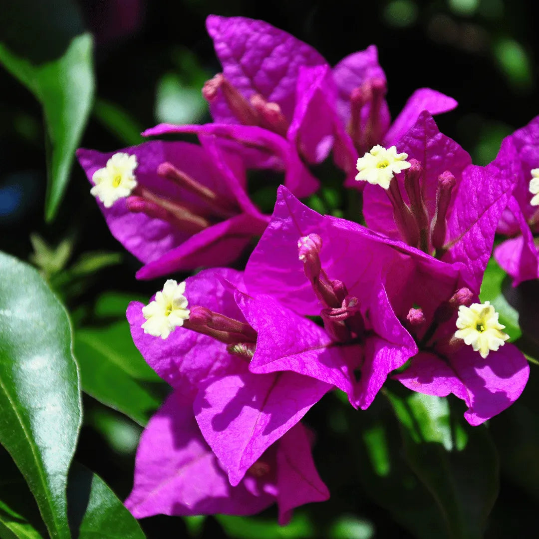 Bees Plant Hub Bougainvillea Purple Creeper (Paper Flower) Flowering Live Plant
