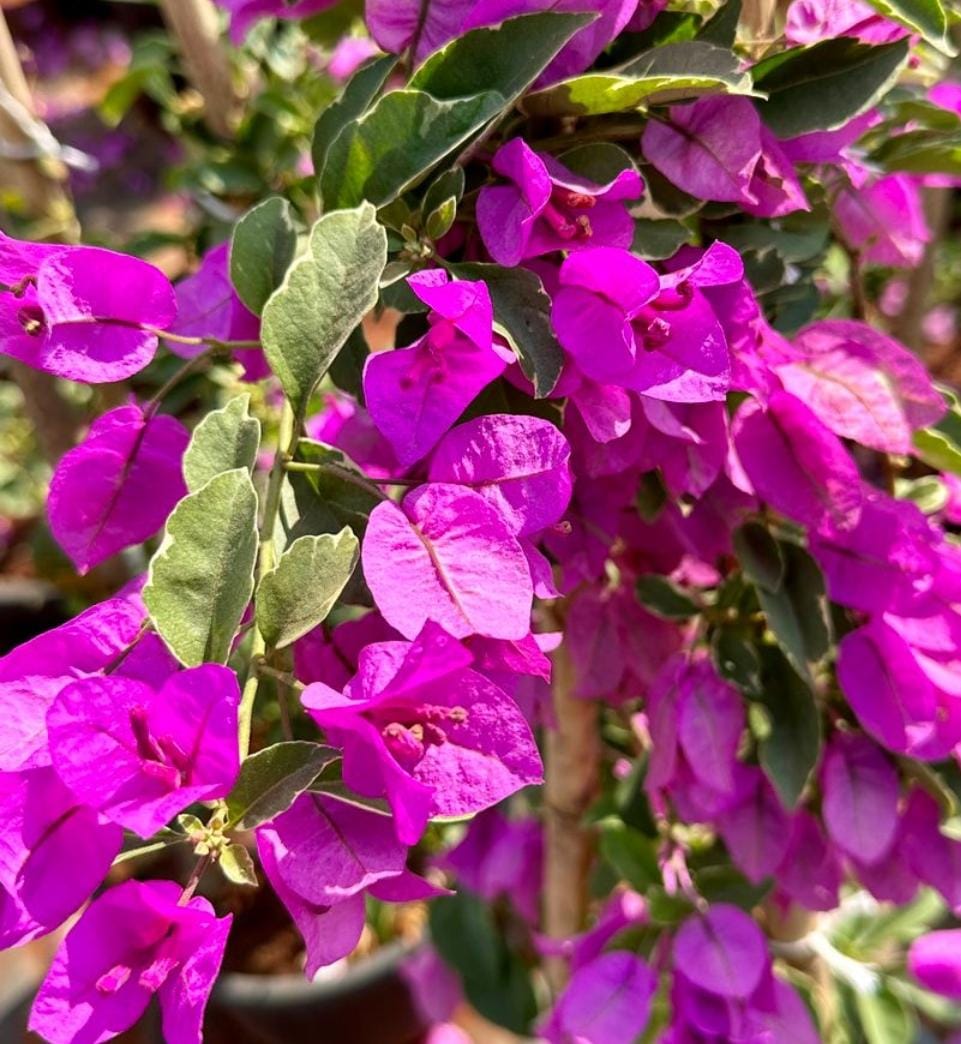Bees Plant Hub Bougainvillea Purple Creeper (Paper Flower) Flowering Live Plant