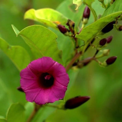 Bees Plant Hub Argyreia Cuneata / Purple Morning Glory Creeper Flowering Live Plant